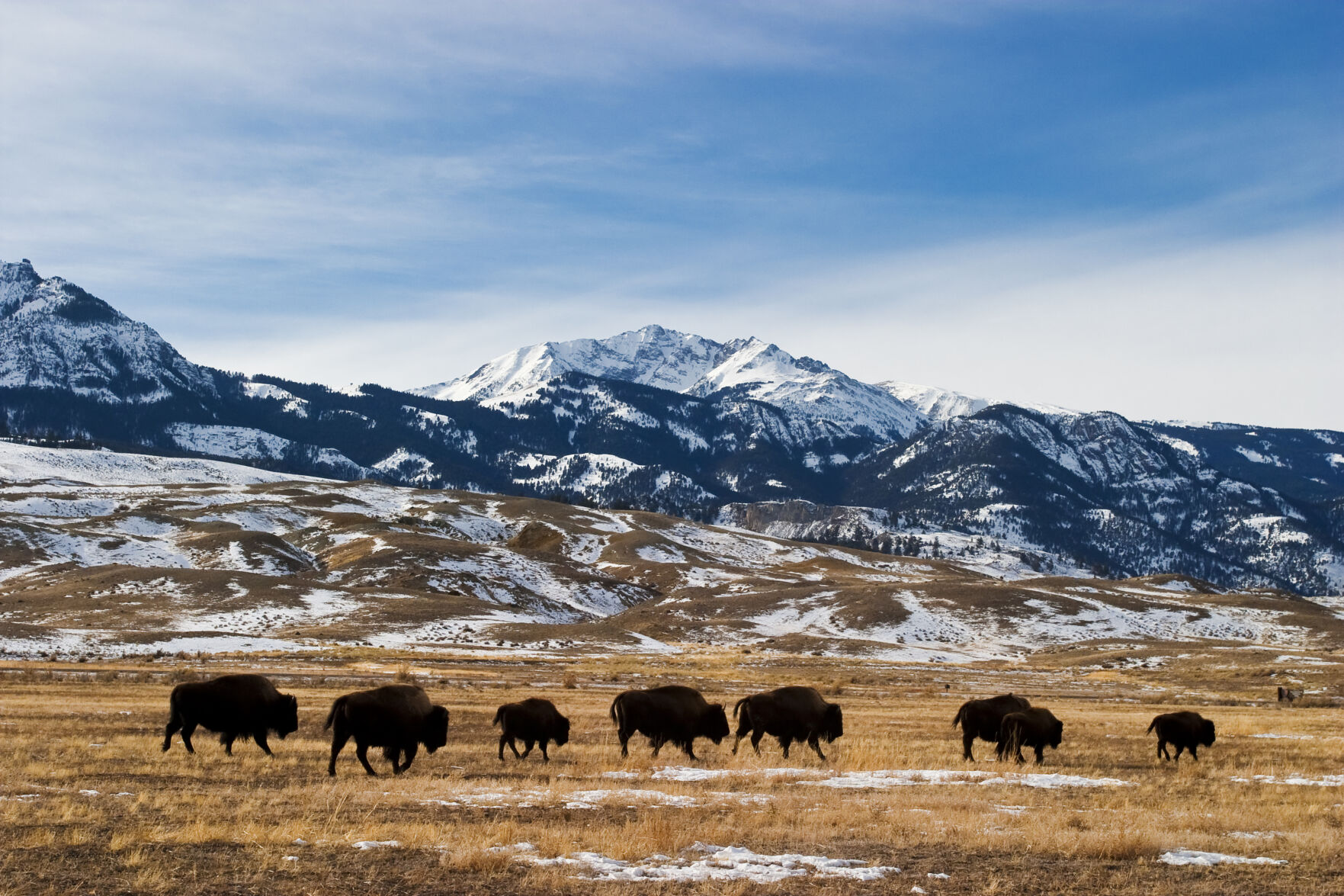 #3 Montana